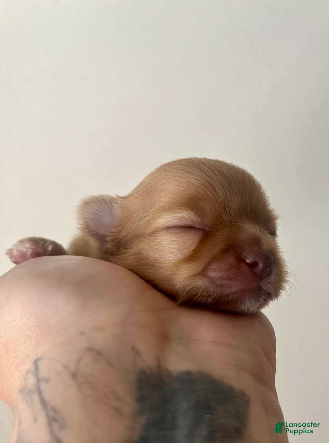 Chihuahua dogs for sale: Bud - Ad 2