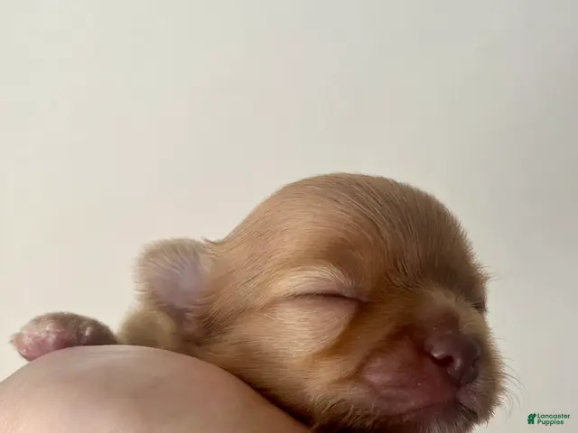 Chihuahua dogs Bud - Ad 2
