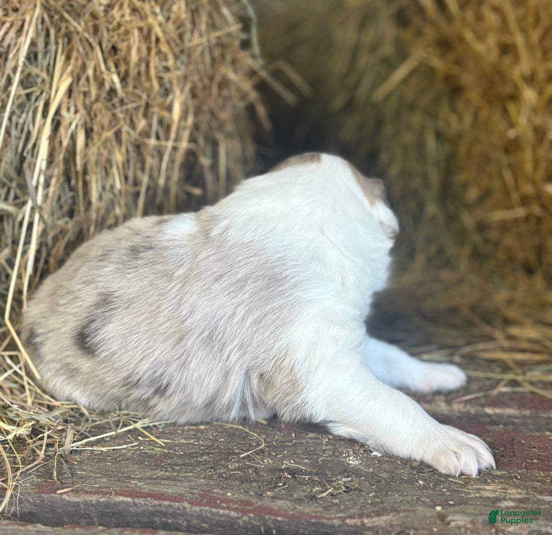 Australian Shepherd dogs for sale: Roxy - Ad 3