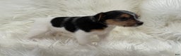 Jack Russell Terrier dogs for sale: Ruger  Puppy 6 - Ad 2