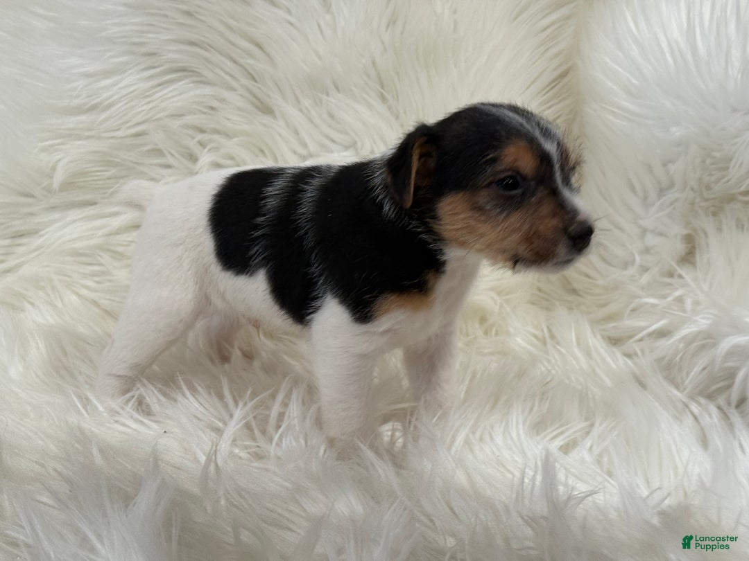 Jack Russell Terrier dogs for sale: Ruger  Puppy 6 - Ad 2
