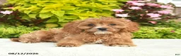 Cavapoo dogs for sale: Izzie  - Ad 3