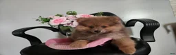 Pomeranian dogs for sale: Pomeranian Puppy 2 Baxter - Ad 5
