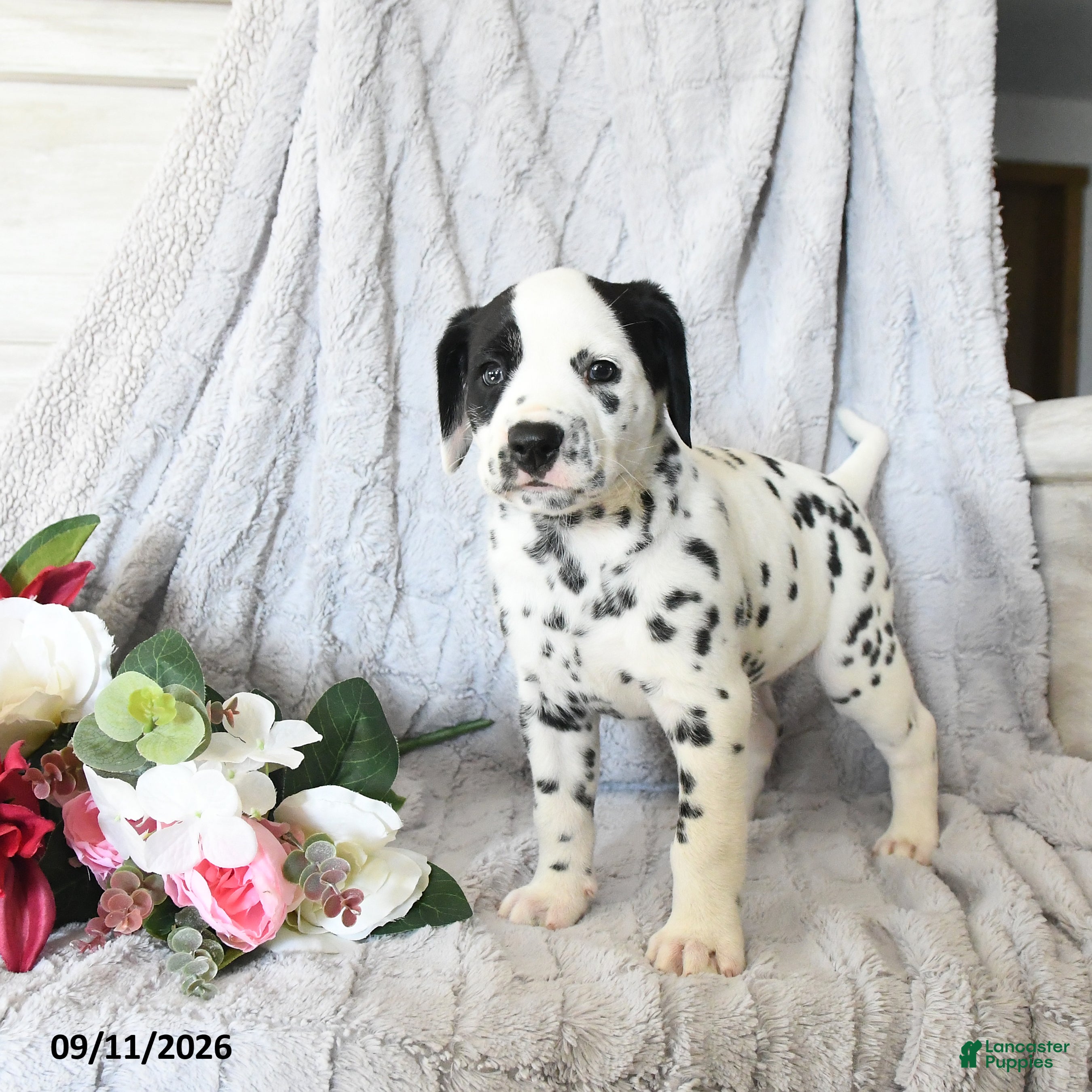 Dalmatian dogs Millie - Ad 1
