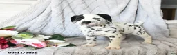Dalmatian dogs for sale: Millie - Ad 1
