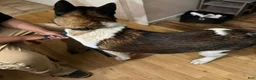 Akita dogs for sale: Akita Puppy 1 - Ad 9