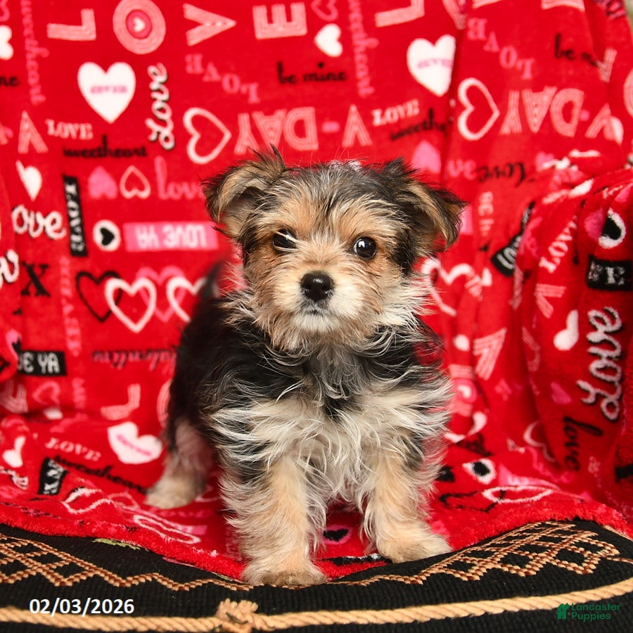 Morkie dogs Betty   - Ad 2