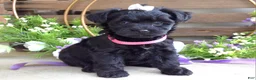 Yorkiepoo dogs for sale: Claire - Ad 1
