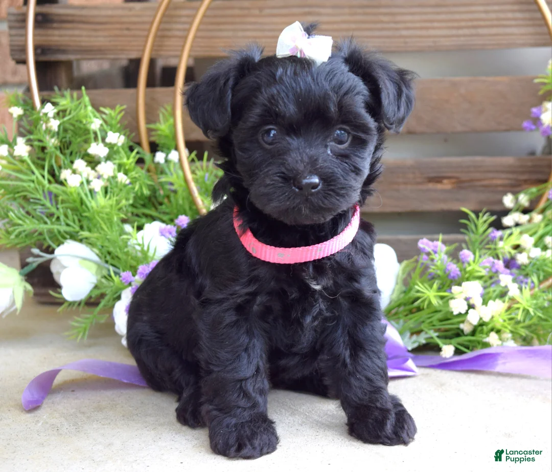 Yorkiepoo dogs for sale: Claire - Ad 1