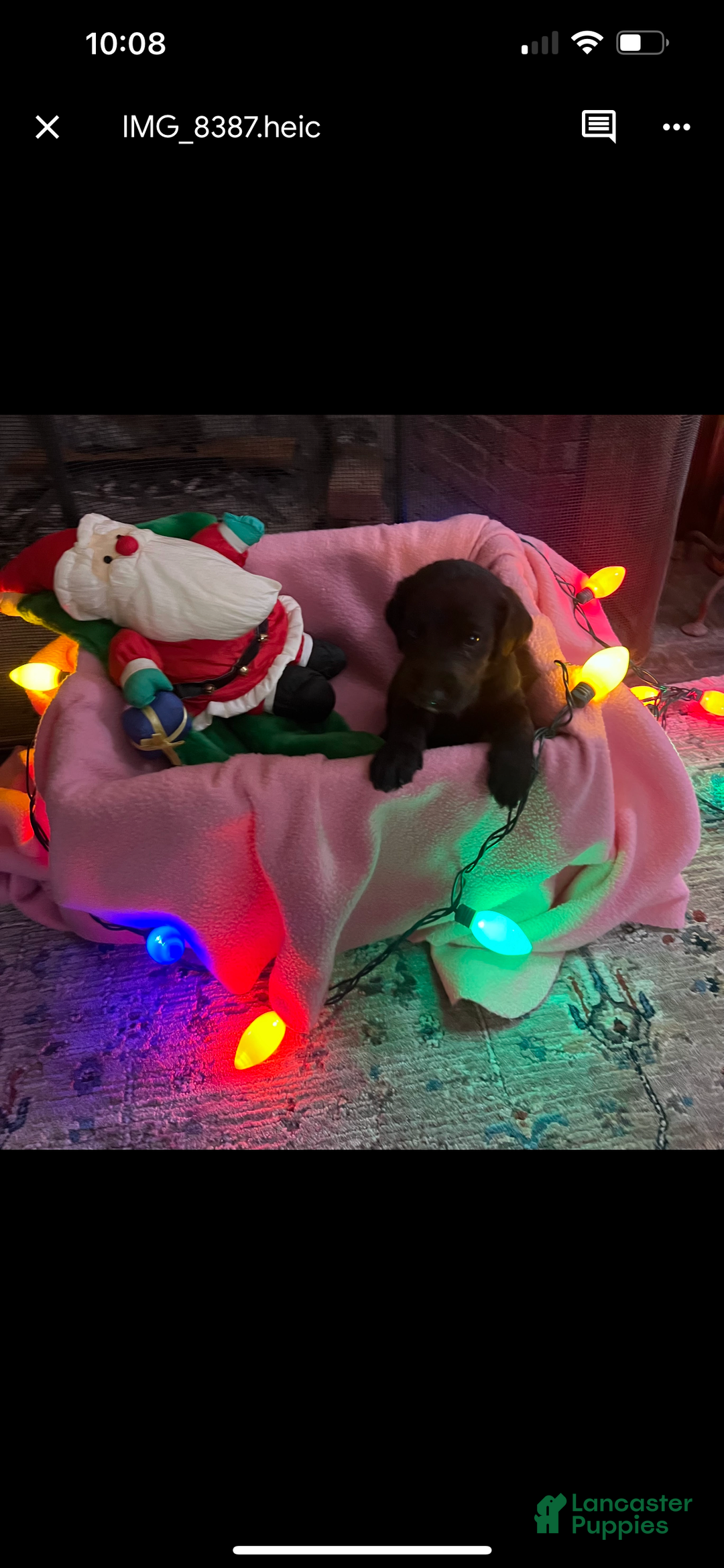 Mixed Breed dogs for sale: Black Girl #2 - Ad 1