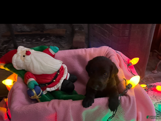 Mixed Breed dogs Black Girl #2 - Ad 23