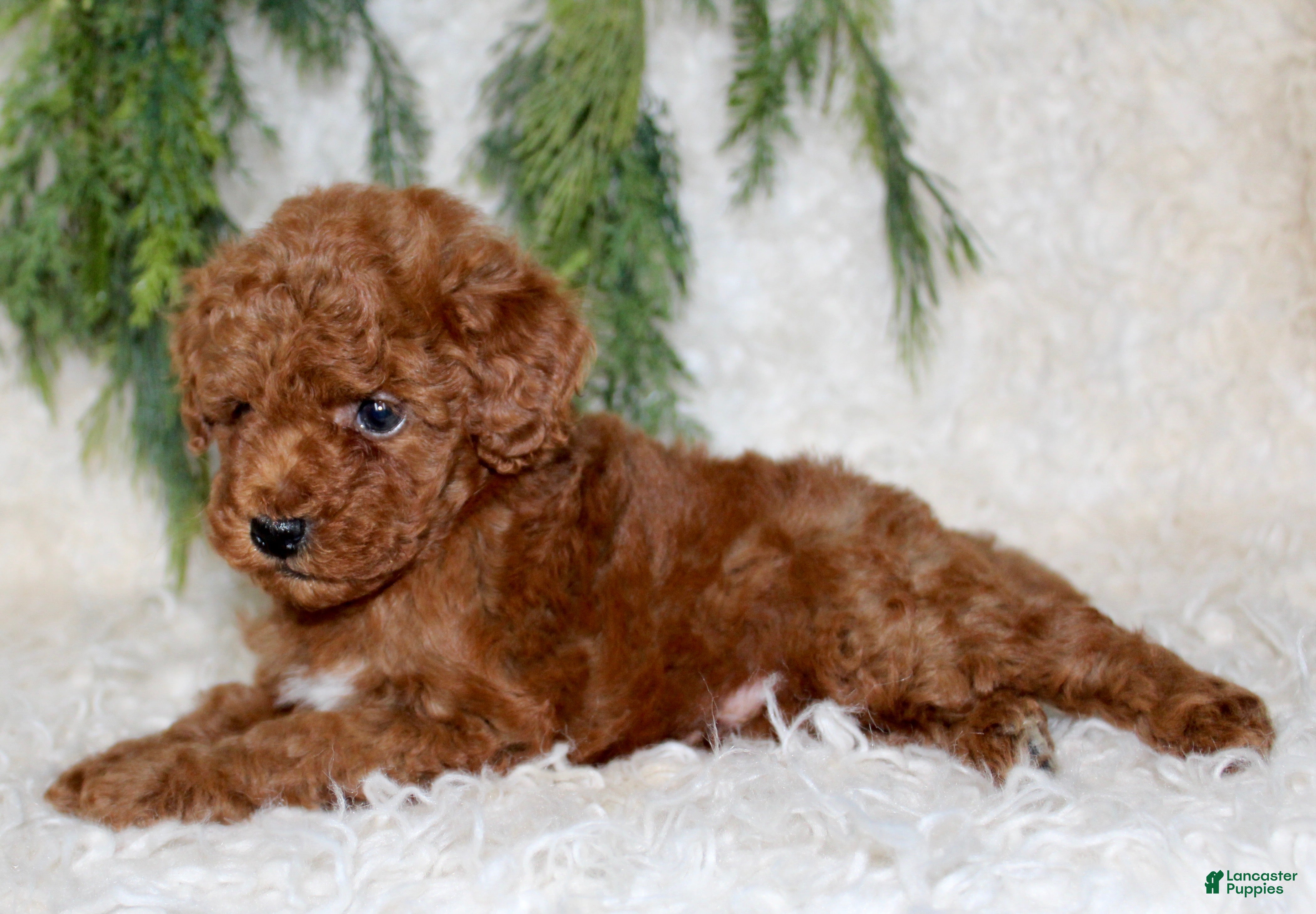 Miniature Poodle dogs Miniature Poodle 4 - Ad 27