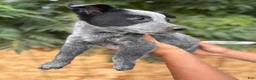 Australian Cattle Dog dogs for sale: Australian Cattle Dog 1 - Ad 1