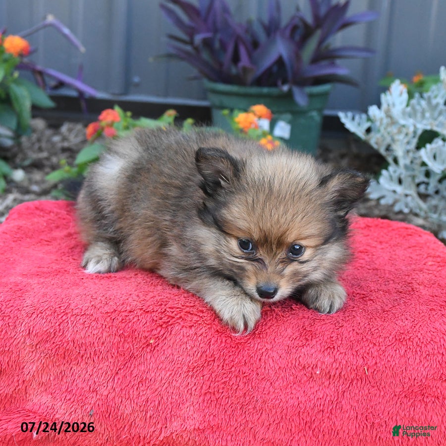 Pomeranian dogs Hunter - Ad 2