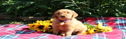 Mixed Breed dogs for sale: Mia - Irish Goldendoodle  - Ad 4