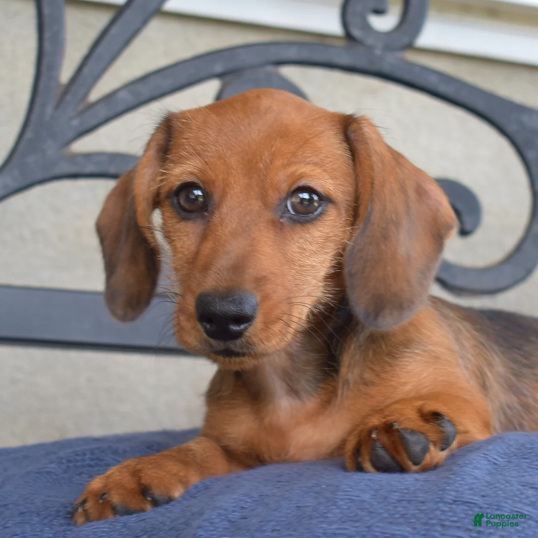 Miniature Dachshund dogs for sale: Barbie - Ad 1