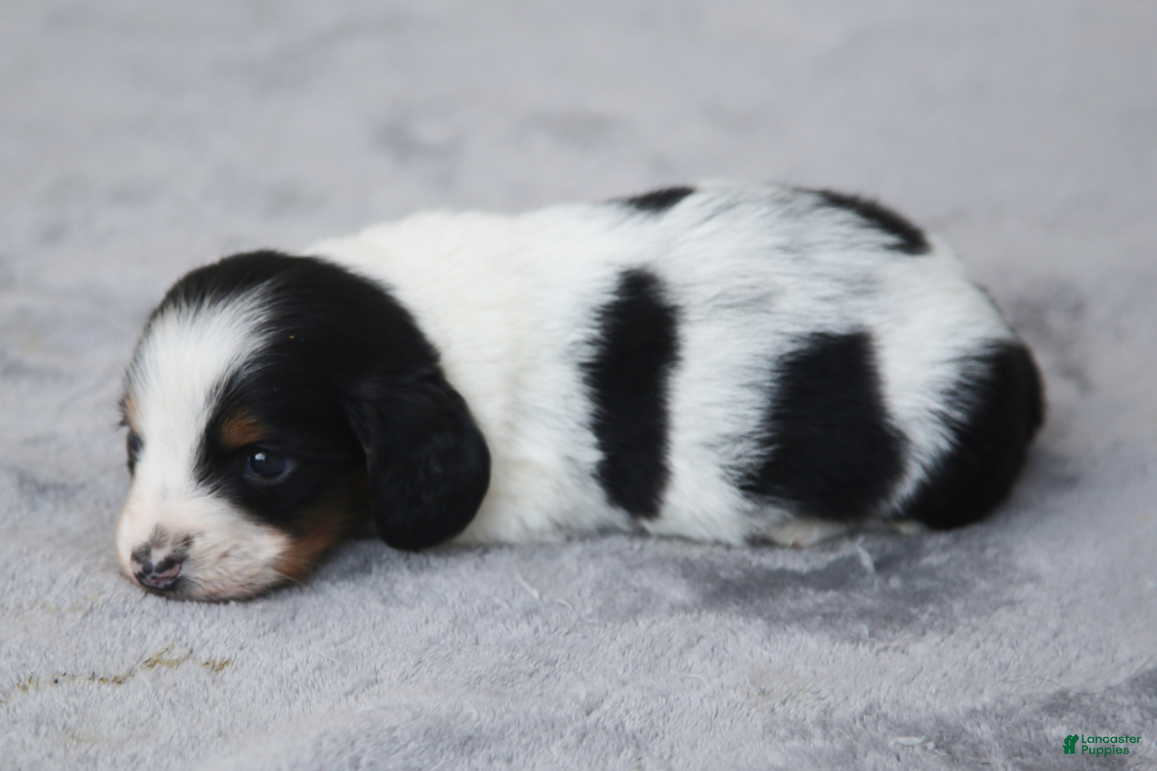 Dachshund dogs for sale: Black and Tan Brindle Piebald Male  - Ad 2
