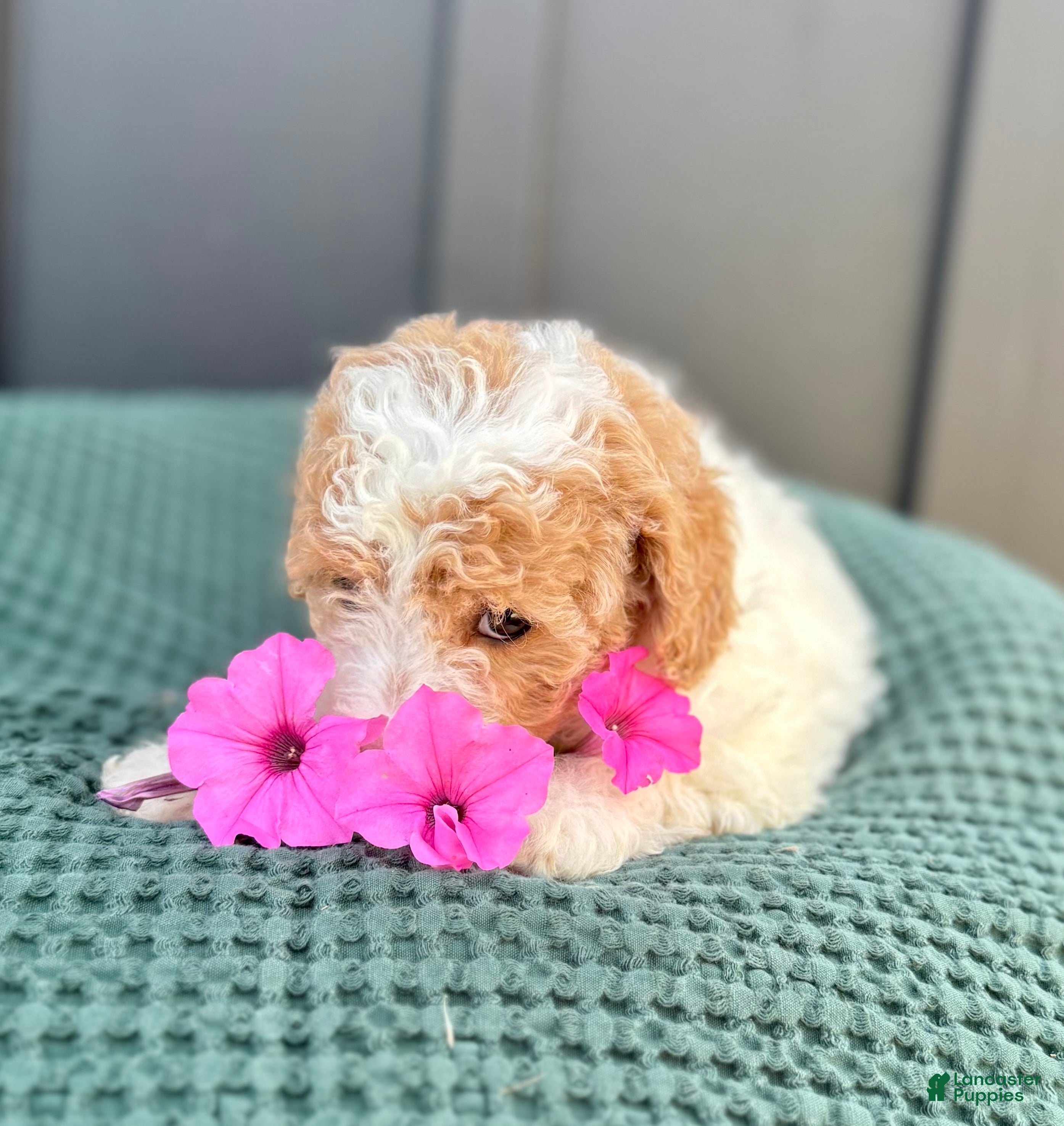 Mini Goldendoodle dogs SOPHIE - Ad 1