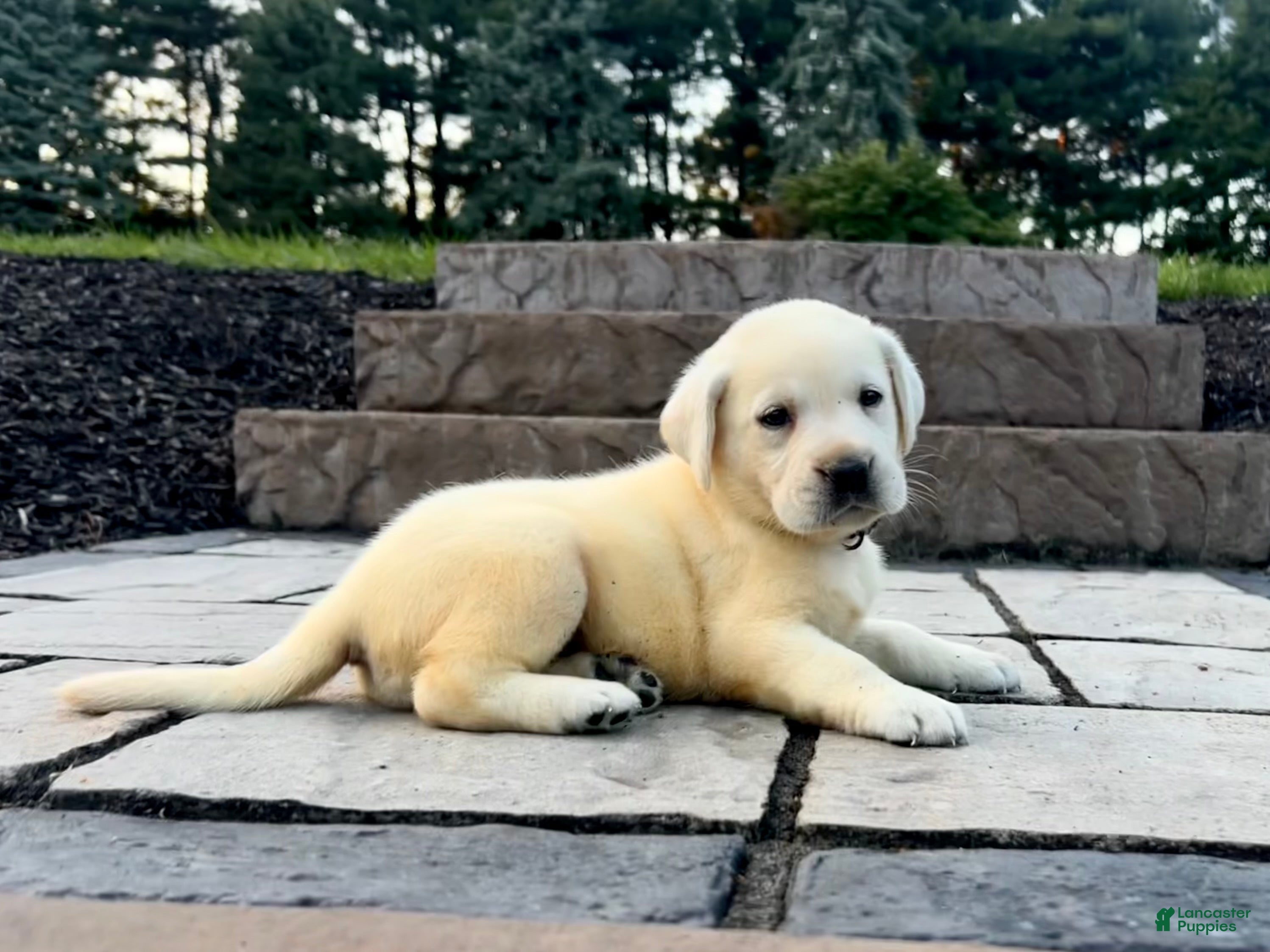 Labrador Retriever dogs Olivia - Ad 1