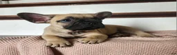 French Bulldog dogs for sale: Dumbo  - Ad 3