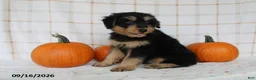 Mini Aussiedoodle dogs for sale: Bo - Ad 4