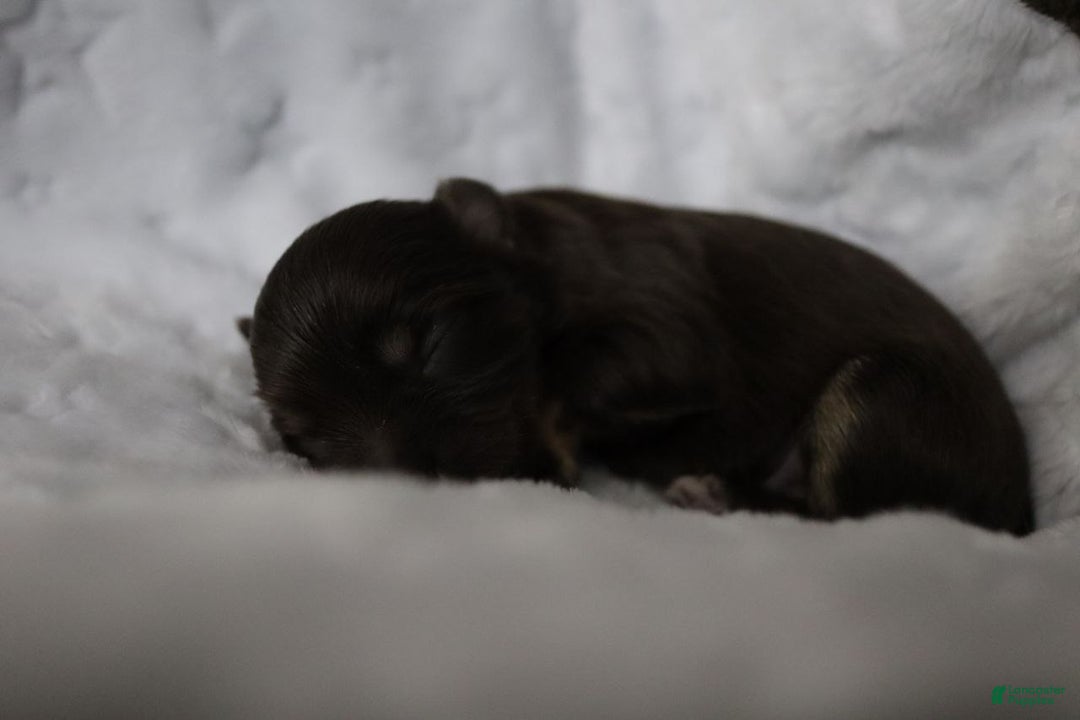 Havanese dogs for sale: Chocolate - Ad 14