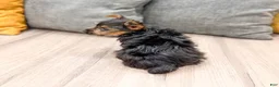 Yorkshire Terrier dogs for sale: Jodi - Ad 5