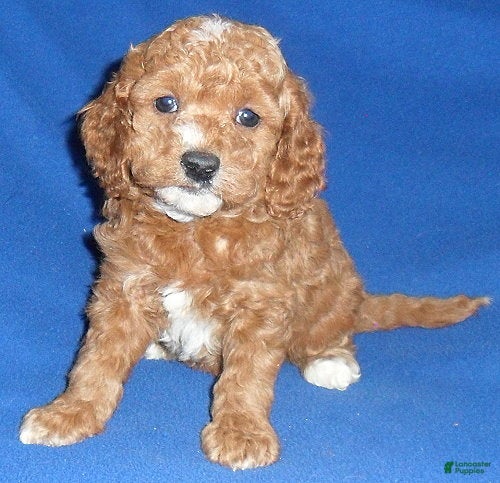 Cockapoo dogs Cooper - Ad 1