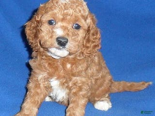 Cockapoo dogs Cooper - Ad 5