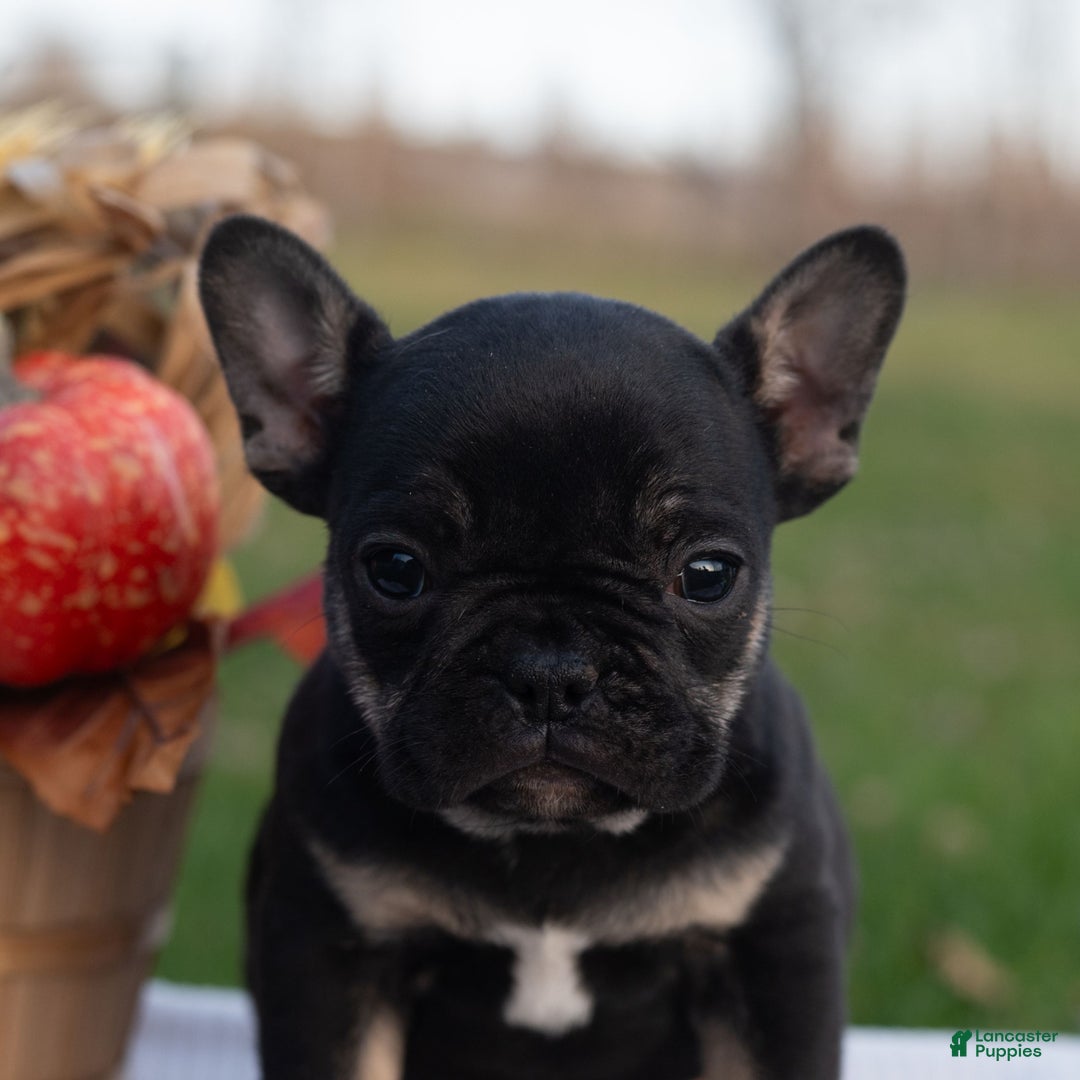 French Bulldog dogs for sale: SindyAnn  - Ad 2