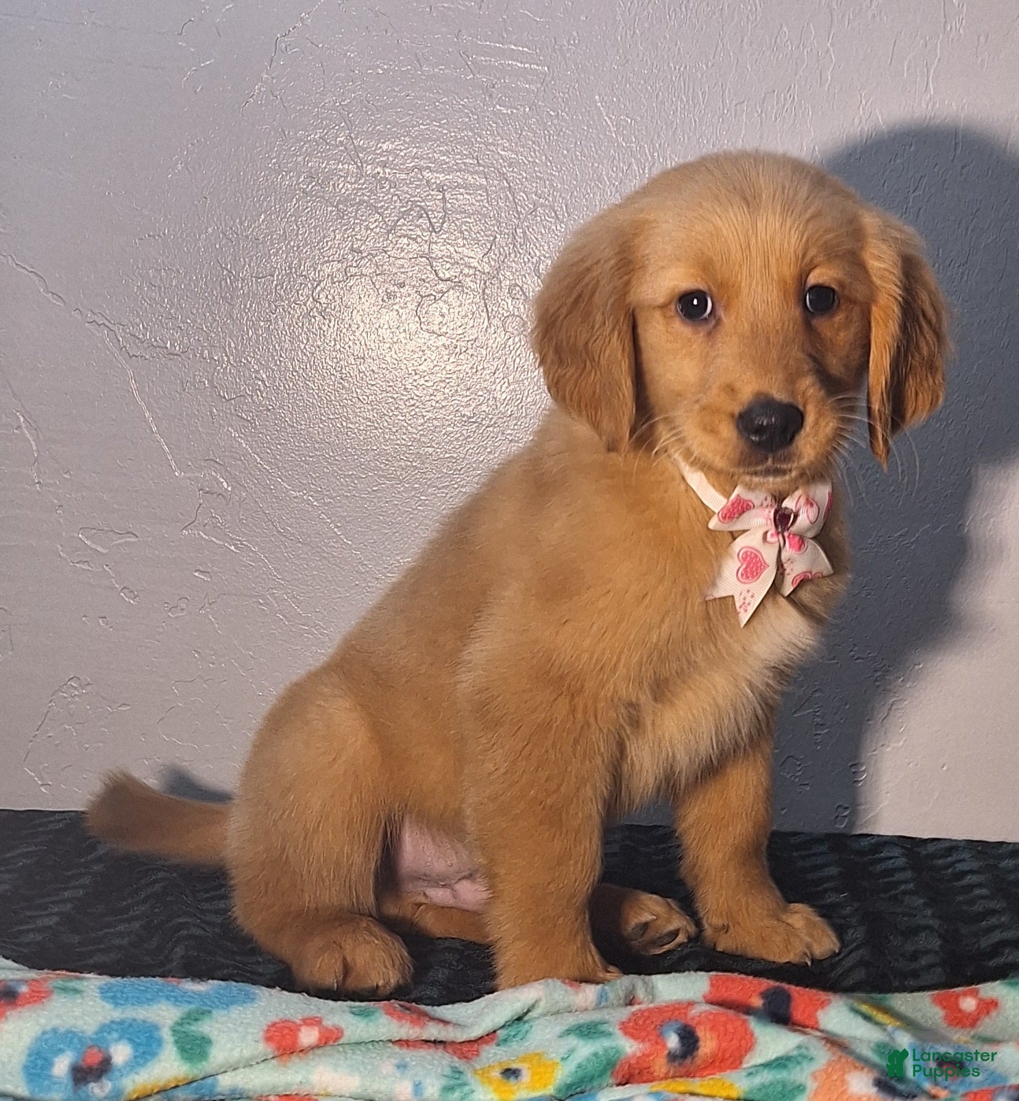 Golden Retriever dogs Taylor - Ad 2