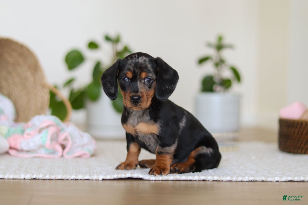 Miniature Dachshund dogs for sale: Ivy - Ad 2
