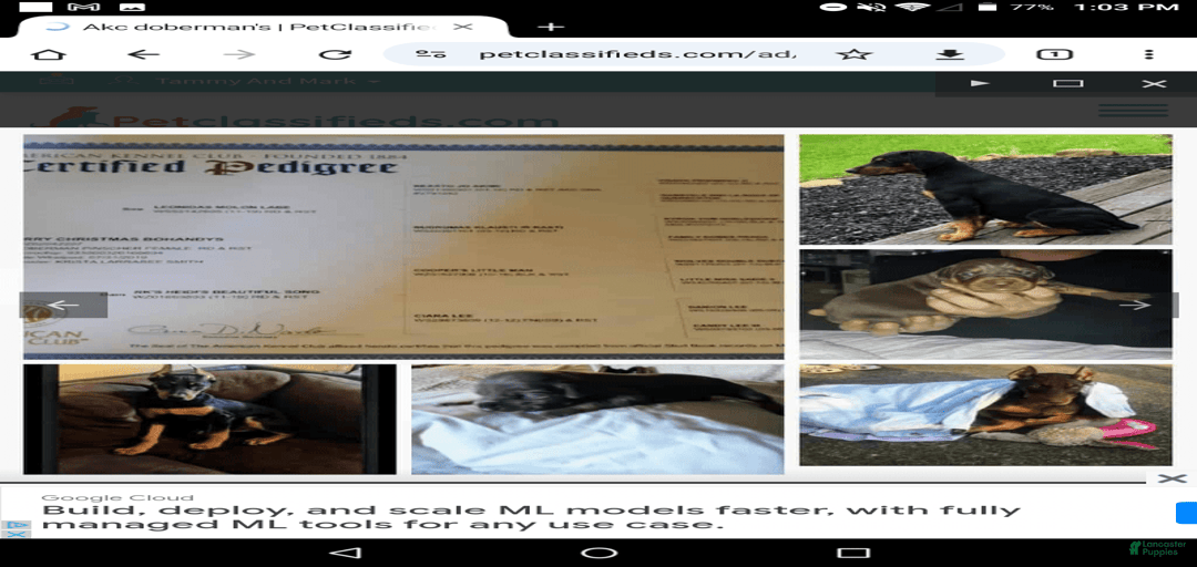 Gallery Image {{count}}