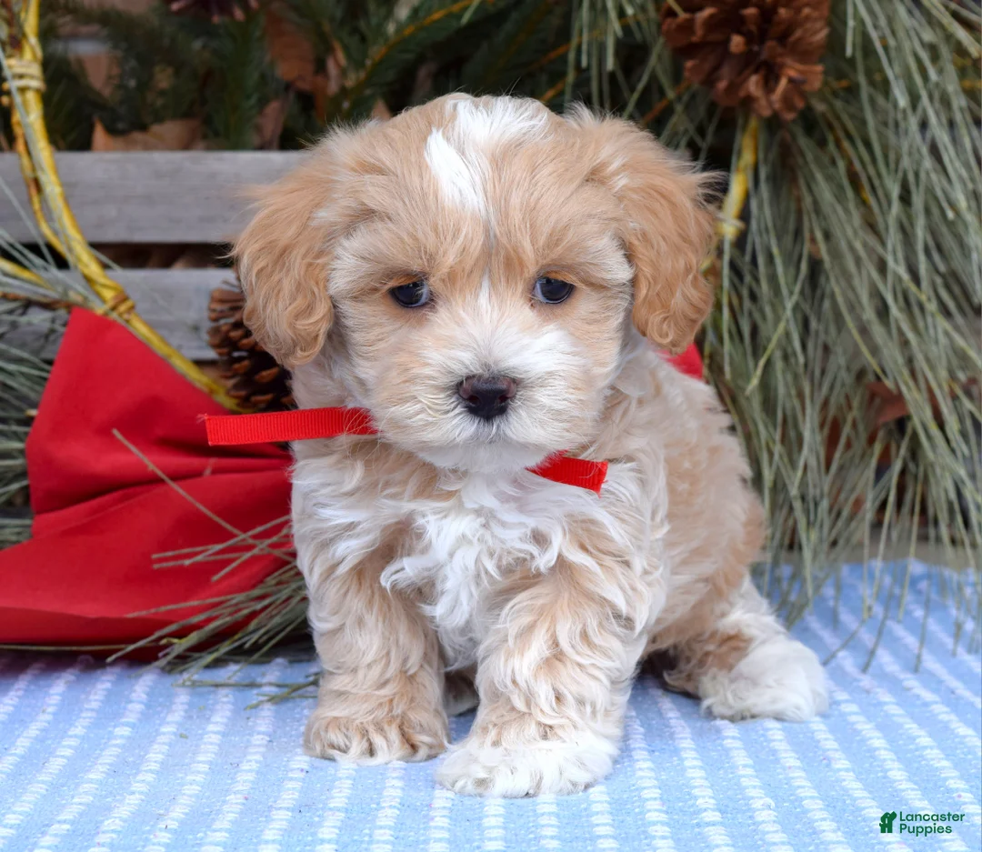 Maltipoo dogs for sale: Milo - Ad 7