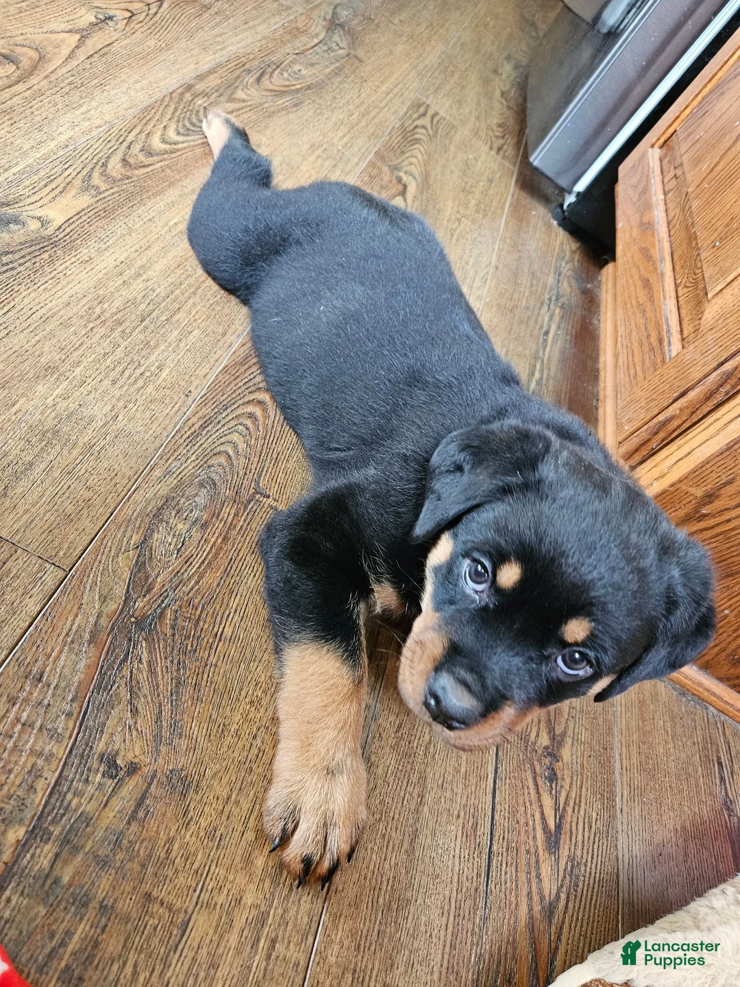 Rottweiler dogs for sale: Brown  - Ad 1