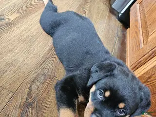 Rottweiler dogs Brown - Ad 7