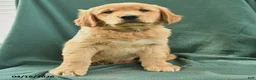 Golden Retriever dogs for sale: Randy - Ad 3
