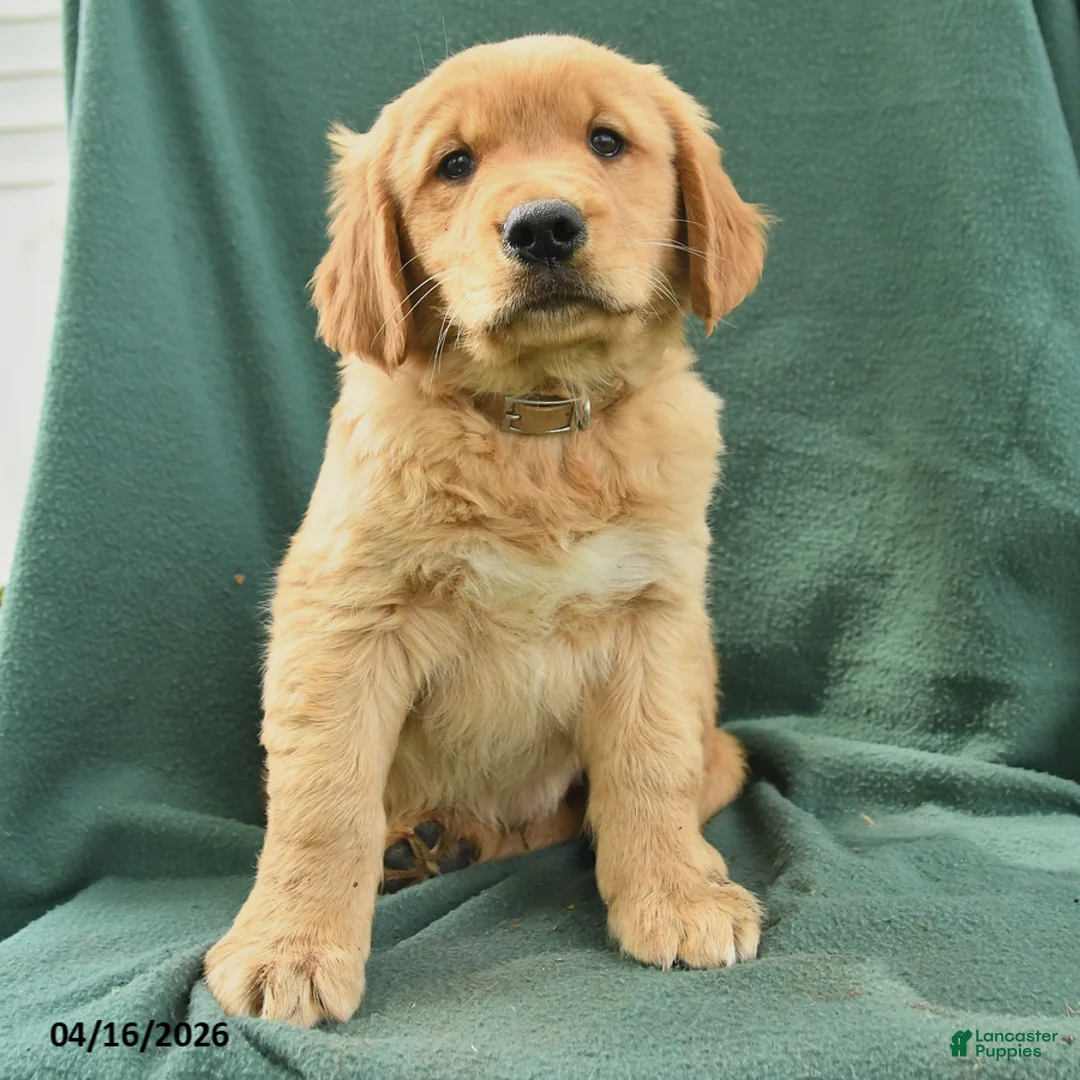 Golden Retriever dogs for sale: Randy - Ad 3