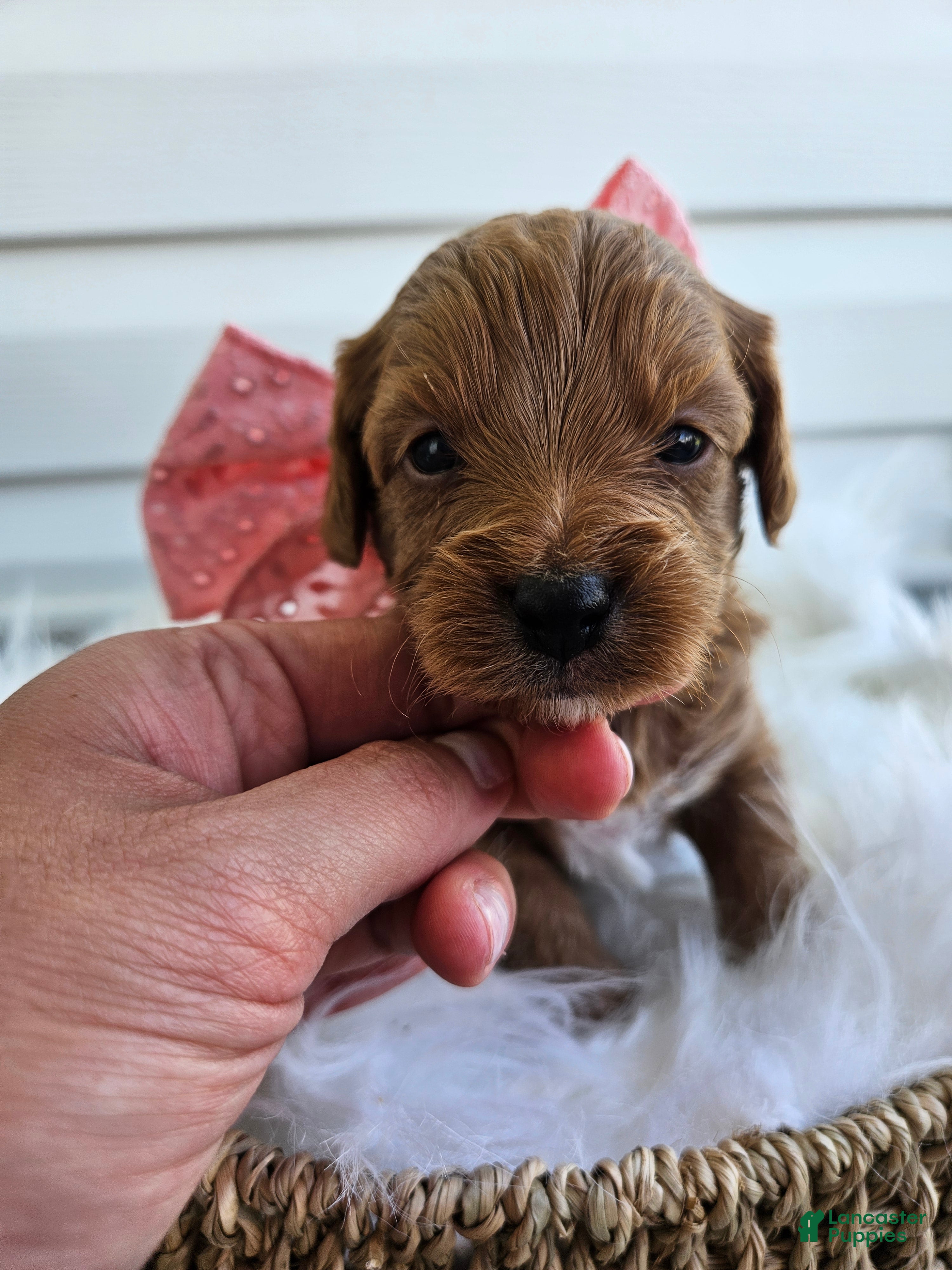 Cavapoo dogs Candy - Ad 30