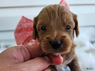 Cavapoo dogs Candy - Ad 30