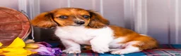 Miniature Dachshund dogs for sale: Brian - Ad 3