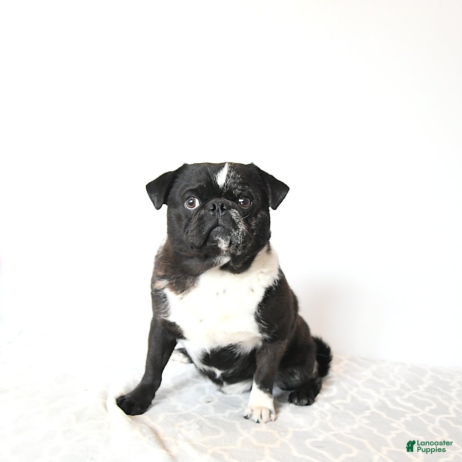 Pug dogs Ollie - Ad 3