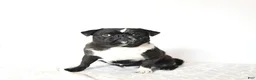 Pug dogs for sale: Ollie - Ad 1