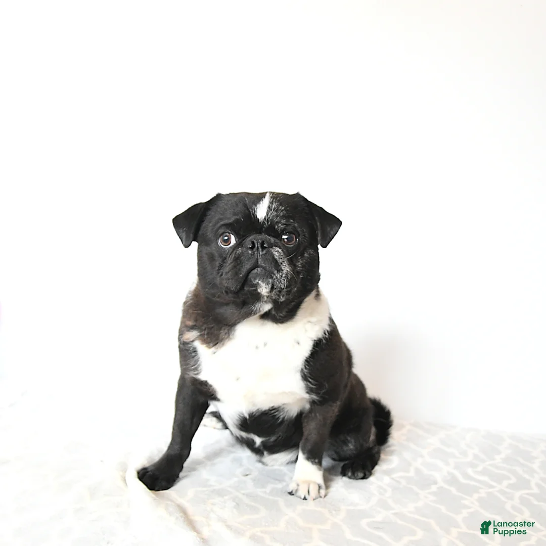 Pug dogs for sale: Ollie - Ad 1