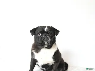 Pug dogs Ollie - Ad 3