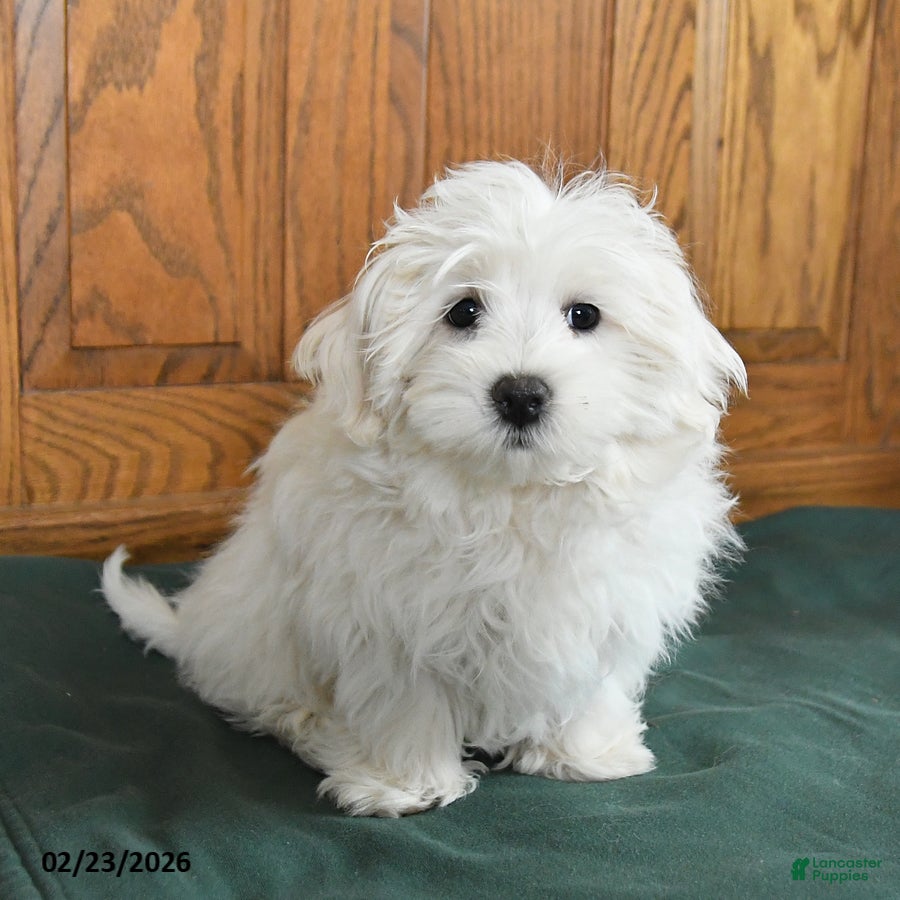 Maltese dogs Baxter - Ad 1
