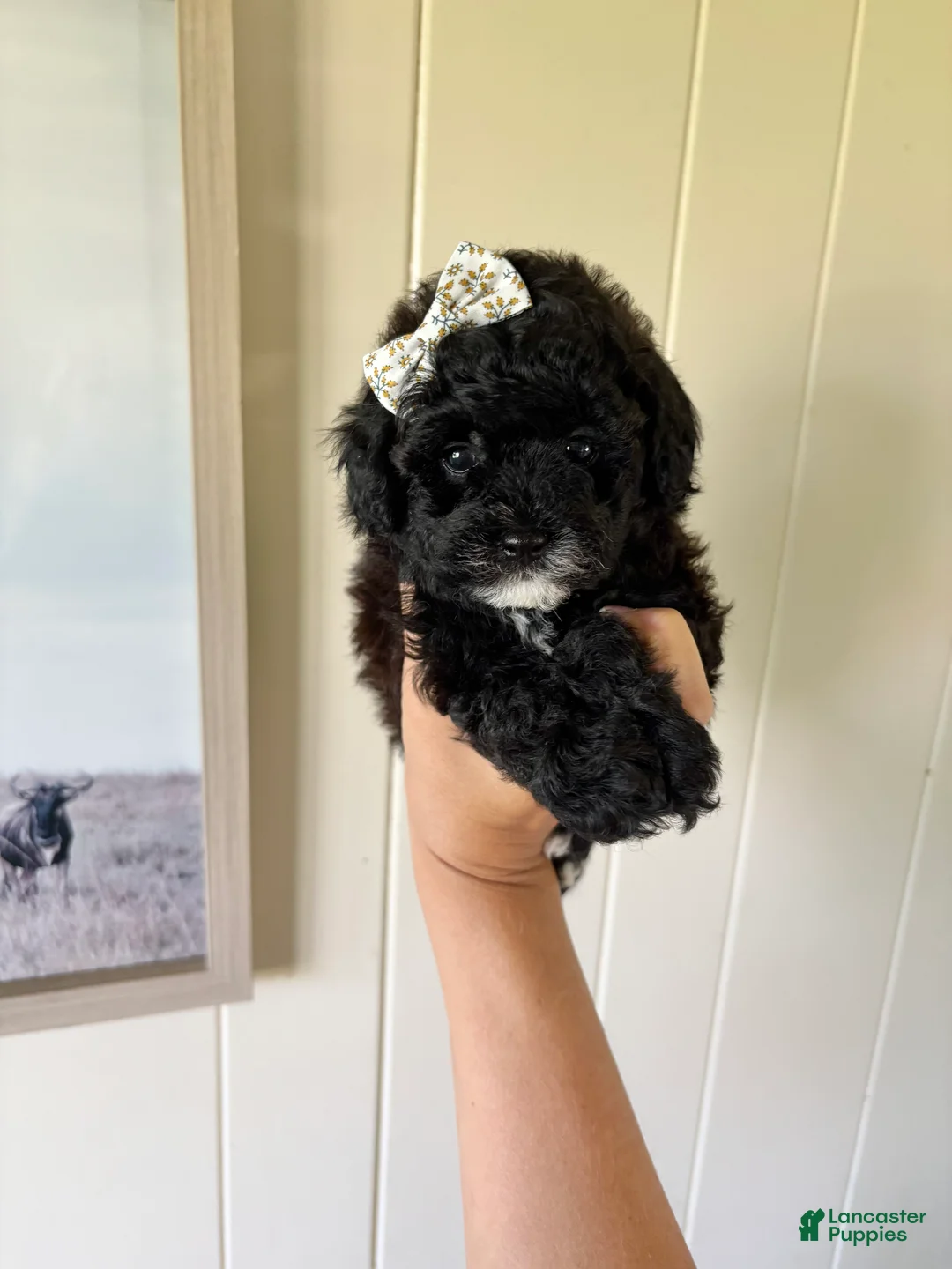 Toy Poodle dogs for sale: Toy Poodle 1 - Ad 2