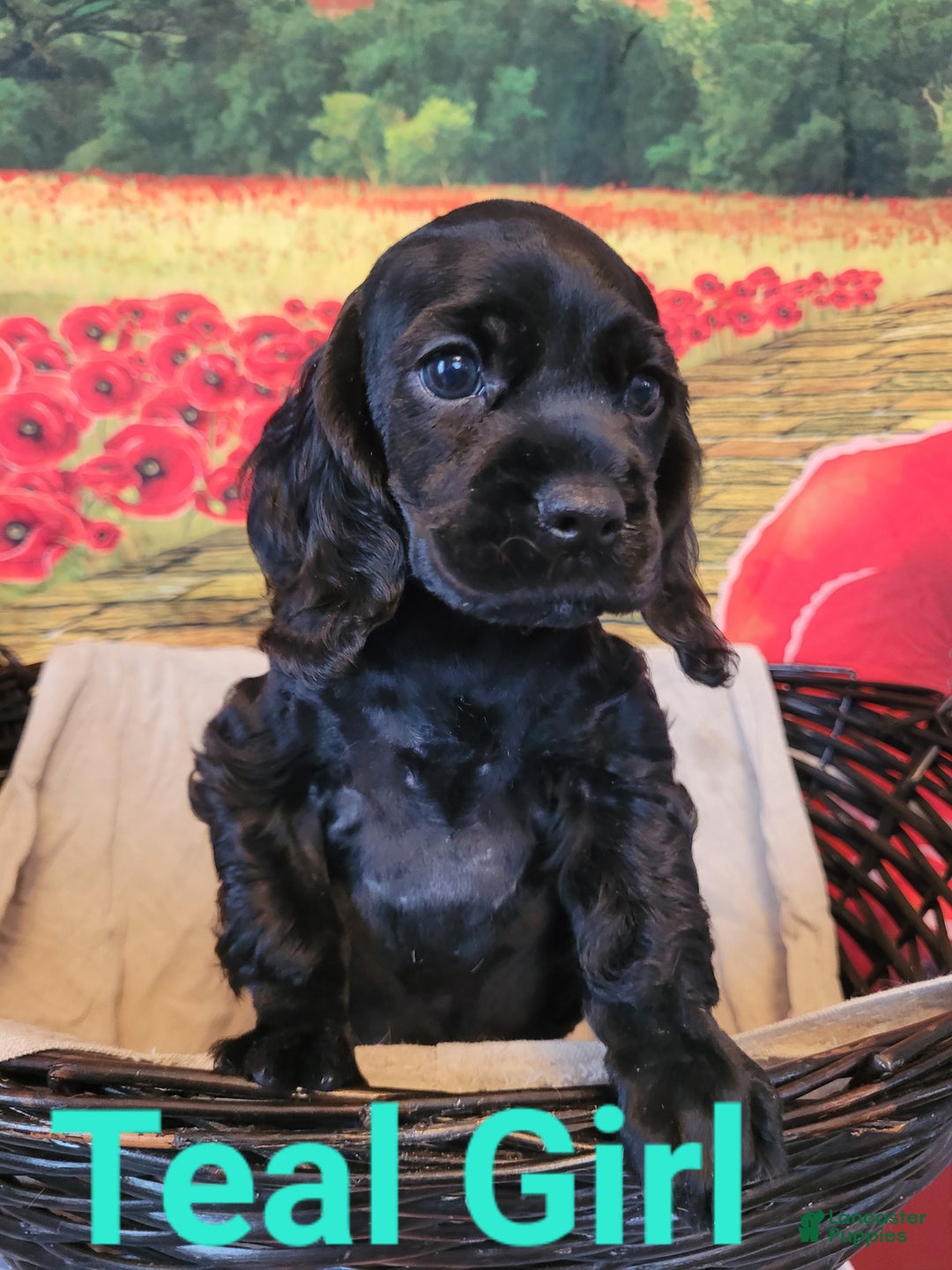 Cockapoo dogs for sale: Teal Girl  - Ad 1