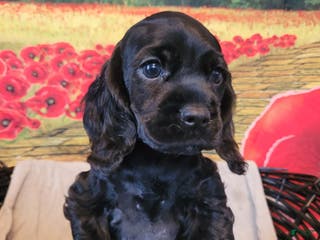 Cockapoo dogs Teal Girl - Ad 28