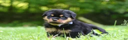 Rottweiler dogs for sale: Thor - Ad 3